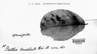 Gymnosporangium sabinae image